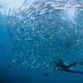 Sharing Dive Logs: The Ultimate Guide to Organizing Your Diving Experience